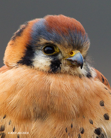 Kestrel Hawk - KL00140