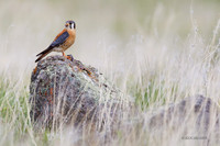 KL00274 -Kestrel Hawk