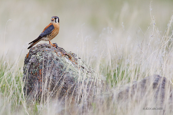 KL00274 -Kestrel Hawk