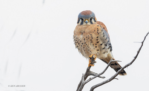 KL00436 - American Kestrel