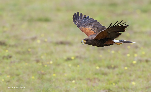 TXHH00067 - Harris Hawk