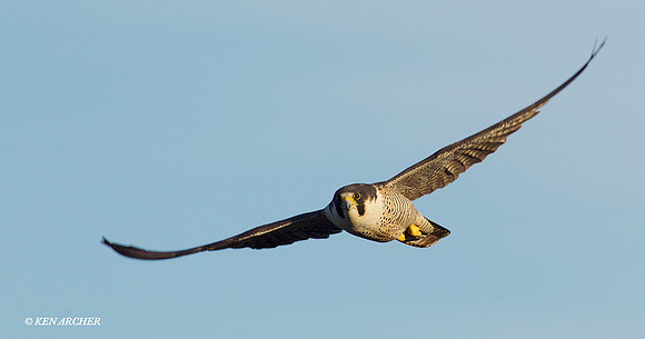 NMPF00218 Peregrin Falcon