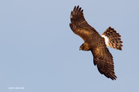 Northern Harrier - NHR00390