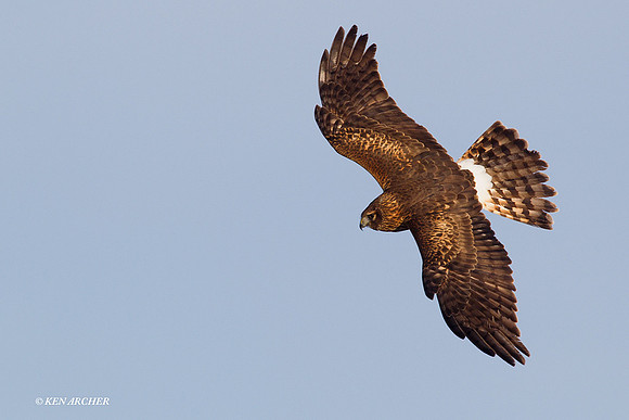 Northern Harrier - NHR00390