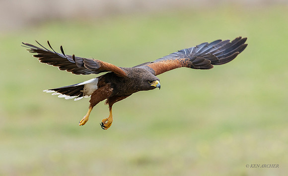 TXHH00053 - Harris's Hawk