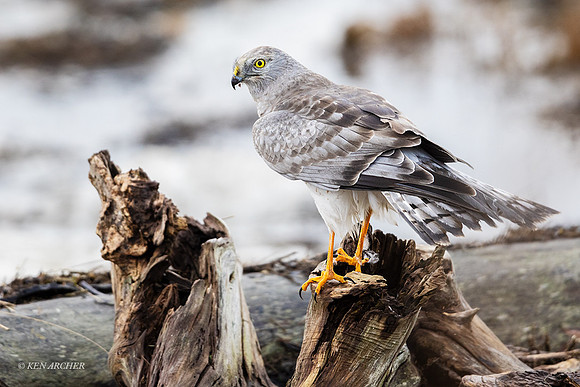 NHR01413 - Northern Harrier