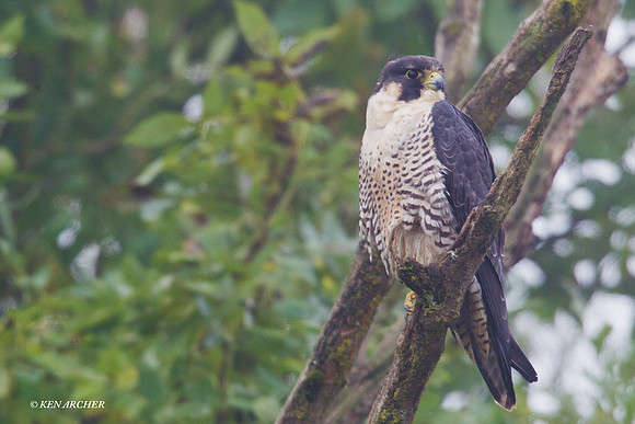PF00122 Peregrine Falcon