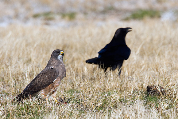SWHK00005-Swainsons-Hawk-and-Raven