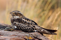 CNNH00019-Common-Nighthawk