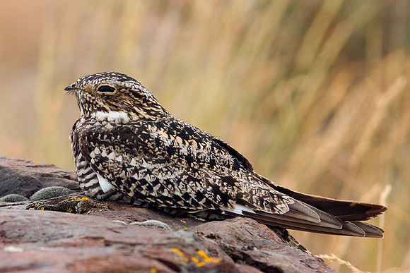 CNNH00019-Common-Nighthawk
