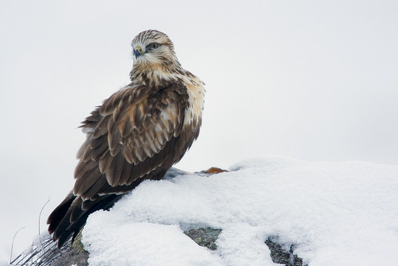 RLHK00066-Rough-legged-Hawk
