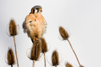 American Kestrel Hawk - KL00039