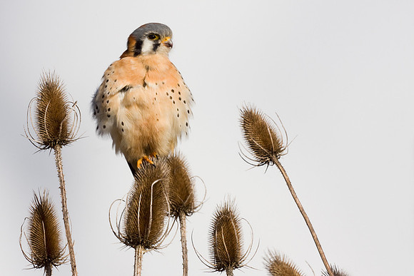 American Kestrel Hawk - KL00039