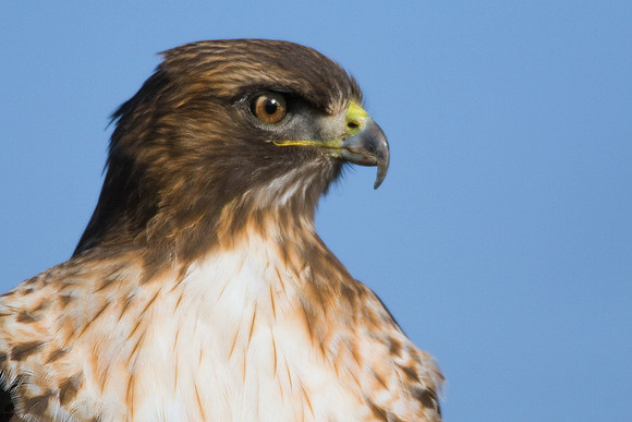 Red-tail Hawk - RTHK00006