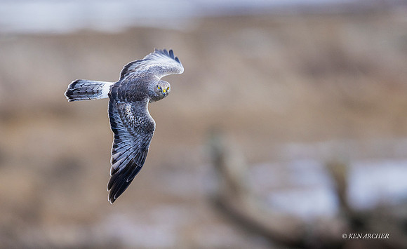 NHR01430 - Northern Harrier