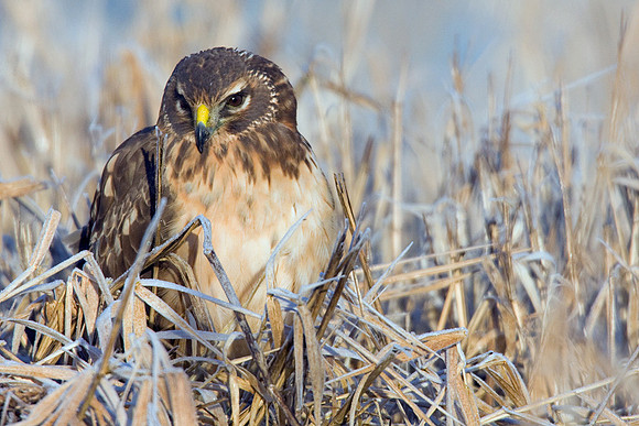 NHR00207-Northern-Harrier