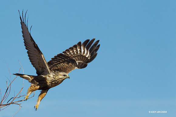 RLHK00250 Rough-legged Hawk