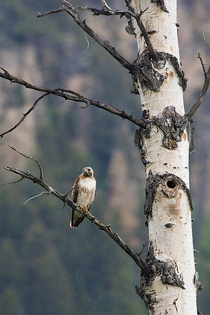 RTHK00509-Red-tail-Hawk