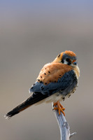 American Kestrel Hawk - KL00096