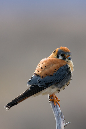 American Kestrel Hawk - KL00096