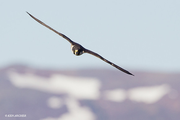 NMPF00063 Peregrin Falcon