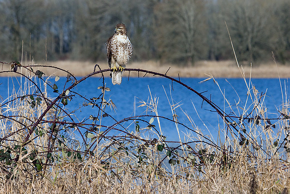Red-tail Hawk - RTHK00340