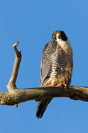 PF00026-Peregrine-Falcon