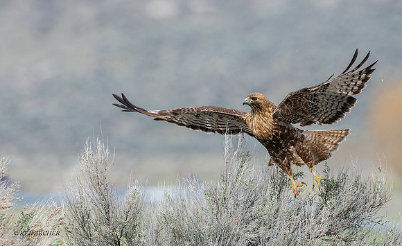 RTHK01474 - Red-tail Hawk