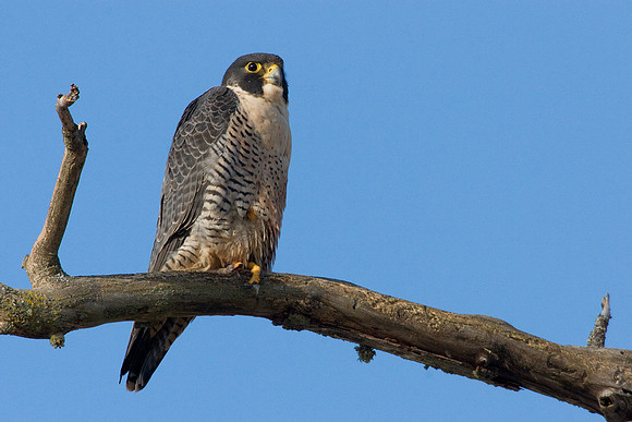PF00022-Peregrine-Falcon