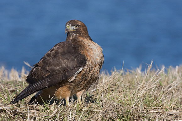 Red-tail Hawk - RTHK00346