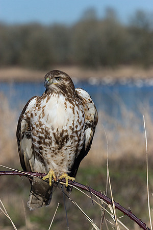 Red-tail Hawk - RTHK00351