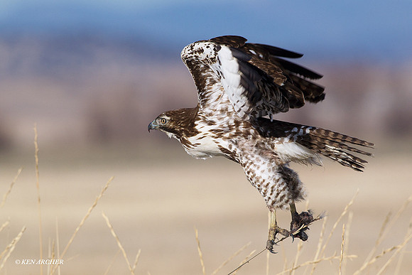 Red-tail Hawk - RTHK00847