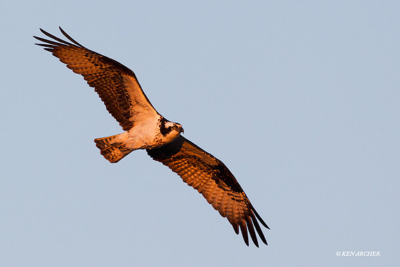 Osprey, Alaska - NMOY00005