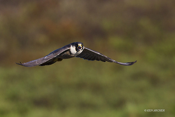 NMPF00114 - Peregrin Falcon