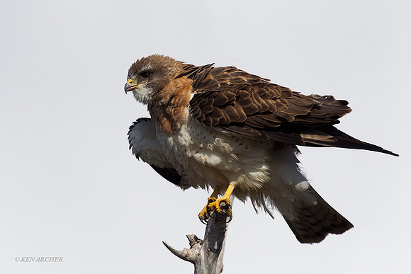 Swainson's Hawk - SWHK00042