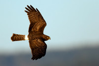 NHR00144-Northern-Harrier
