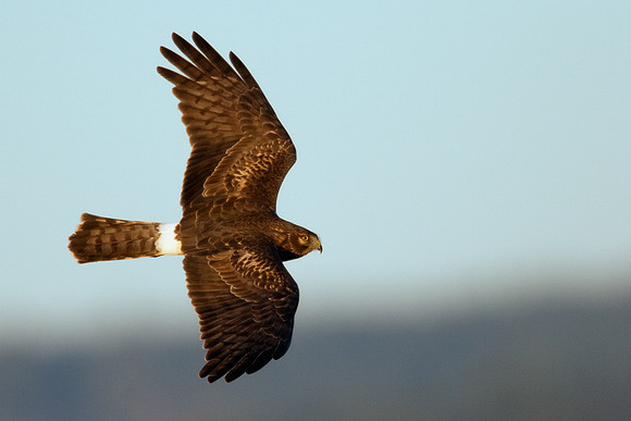 NHR00144-Northern-Harrier