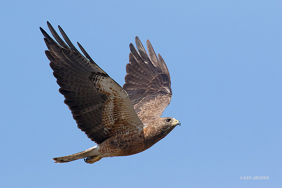 SWHK00086 - Swainson's Hawk
