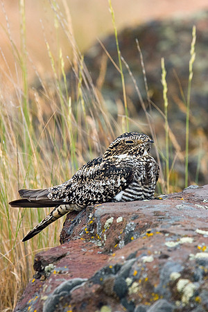 Common Nighthawk - CNNH00027