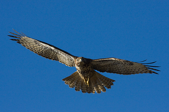 Red-tail Hawk - RTHK00525