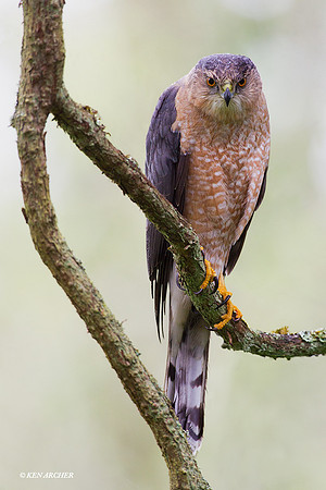 Cooper's Hawk - CRHK00110