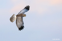 NHR00407 Northern Harrier