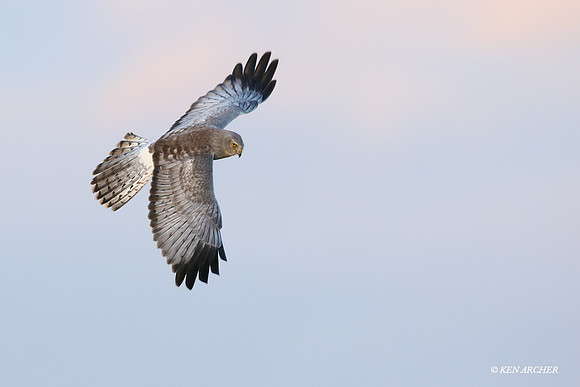 NHR00407 Northern Harrier