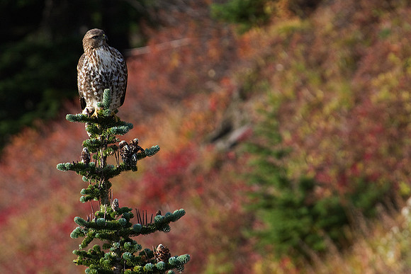 RTHK00634-Red-tail-Hawk