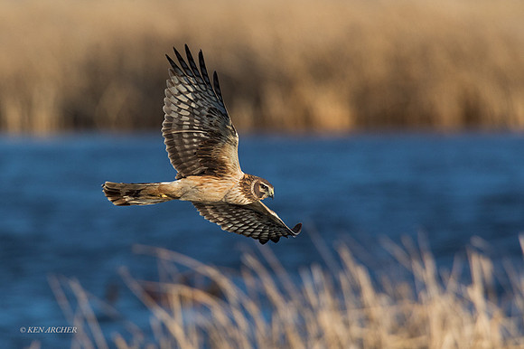 NHR00974 - Northern Harrier