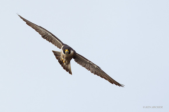 PF00061 Peregrine Falcon