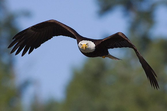 BE01050r-Bald-Eagle