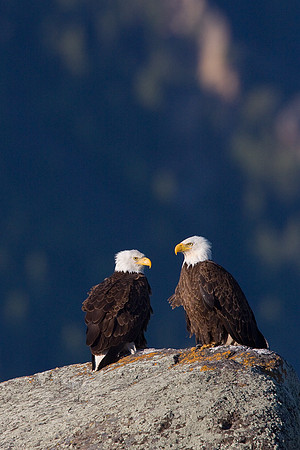 BE00367-Bald-Eagle