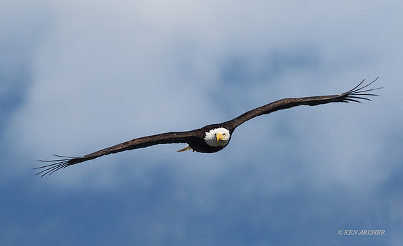 BE07149 - Bald Eagle