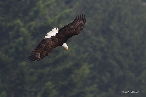 BE05307 - Bald Eagle